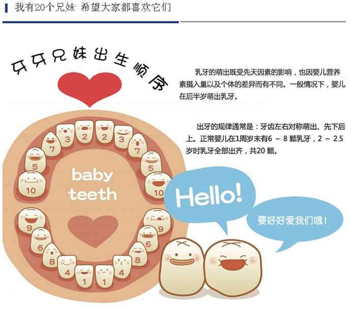 牙齿的出生顺序