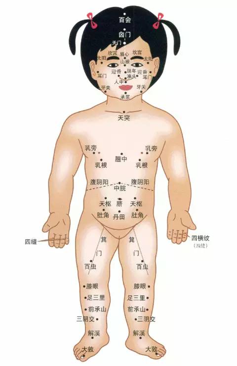 小儿推拿的全身穴位图