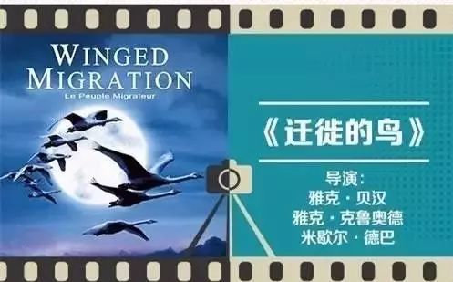 陪孩子看纪录片胜过其它动画片<迁徙的鸟>