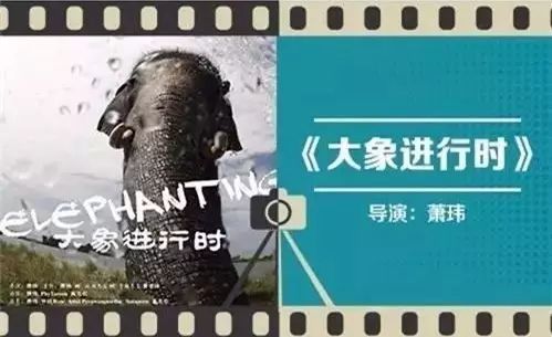 《大象进行时》陪孩子看纪录片胜过其它
