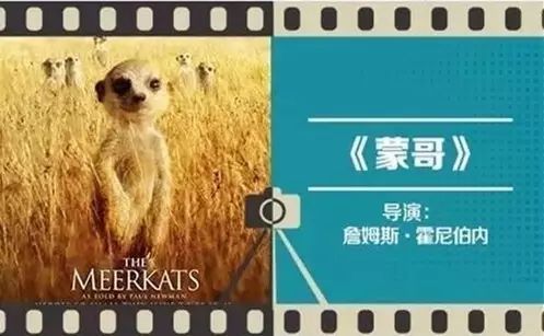 《蒙哥》陪孩子看纪录片胜过其它